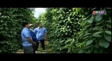 Sản phẩm 210918104433462_[GIALAI_TRỰCTIẾP_20 09 18][DINHDƯỠNGCHOCAFEVÀHỒTIÊUMÙAMƯA].mp4.00_11_23_17.Still001 — Công Ty Cổ Phần Tập Đoàn Lộc Trời — MST 1600192619